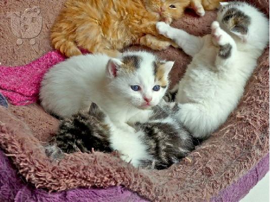 PoulaTo: Gccf Exotic Shorthair μωρά